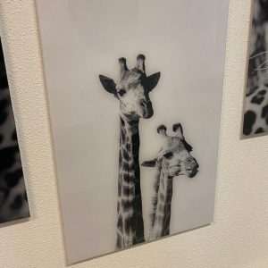 Glas schilderij giraffe zwart wit