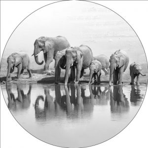 Kudde olifanten glas schilderij zwart wit rond 80cm